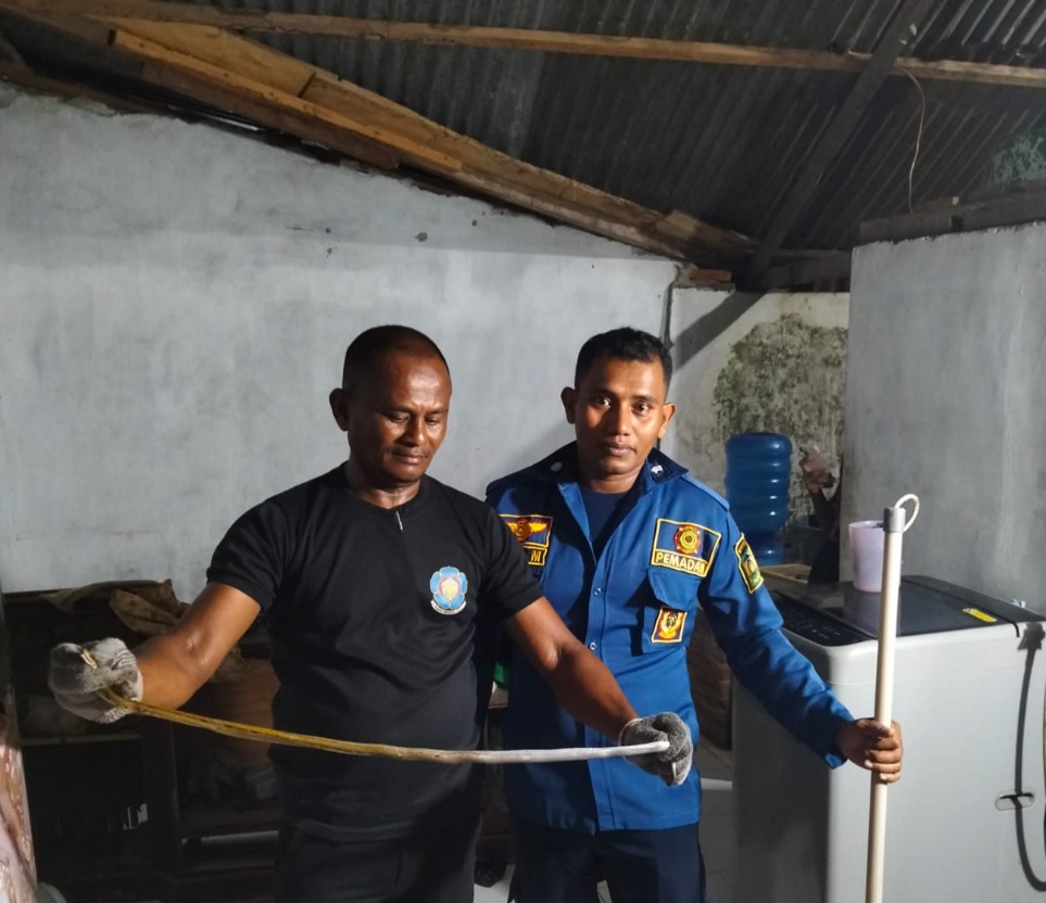 Dua Ular Dievakuasi Dari Rumah Warga