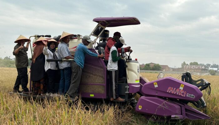 Polbangtan Kementan Gelar Panen Bersama Di Lahan TeFa, Dukung Swasembada Pangan