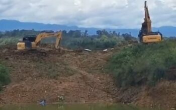 PETI Kembali Marak di Linggabayu