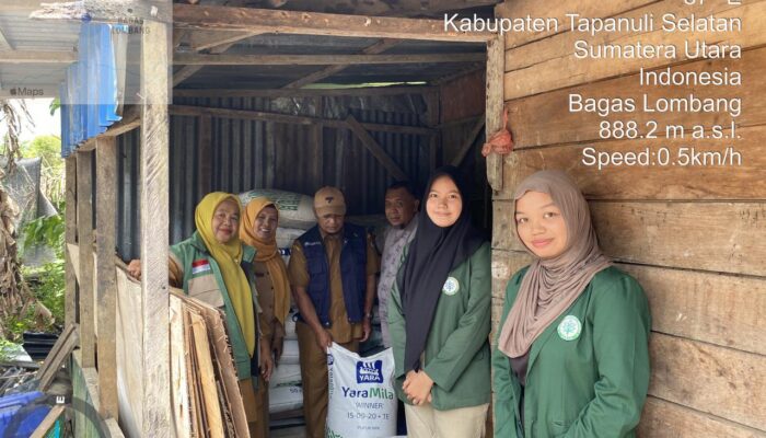 Idul Fitri Jadi Momentum! Mahasiswa Polbangtan Kementan Dampingi Petani Tapsel Panen & Terima Bantuan Pupuk