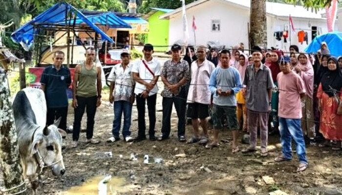 Gubernur Bobby Nasution Salurkan 10 Ekor Sapi Untuk Korban Bencana Di Tapsel Dan Tapteng Jelang Lebaran