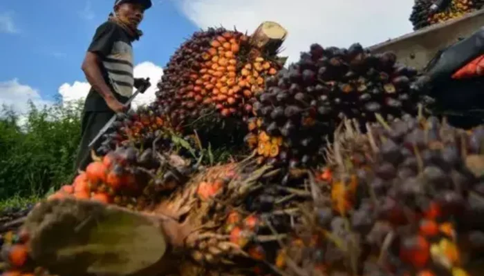 Ambisi B50 Uji Ketahanan Fiskal, Skema Tanpa APBN Jadi Tantangan Utama