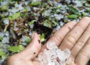 Hujan Es dan Angin Kencang Terjang Aceh Tengah, Tanaman Kopi Rusak Parah