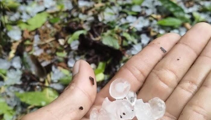 Hujan Es dan Angin Kencang Terjang Aceh Tengah, Tanaman Kopi Rusak Parah