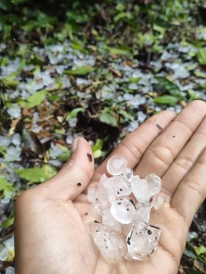 Hujan Es dan Angin Kencang Terjang Aceh Tengah, Tanaman Kopi Rusak Parah