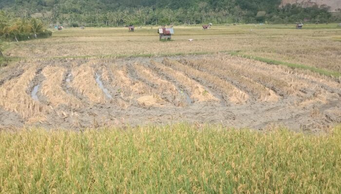 Petani Aceh Besar Dukung Panen Dua Kali Setahun