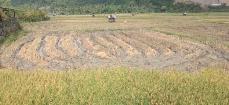 Petani Aceh Besar Dukung Panen Dua Kali Setahun