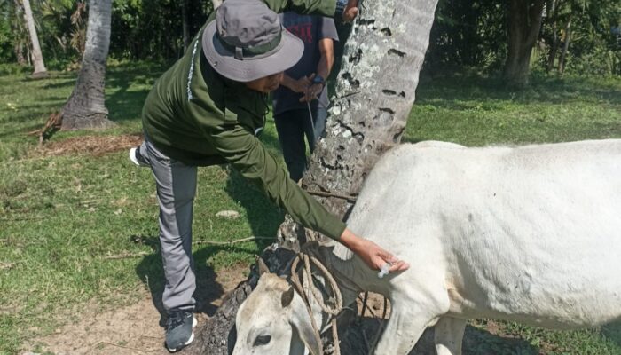 Distan Aceh Besar Vaksinasi Dan Beri Vitamin 100 Ternak