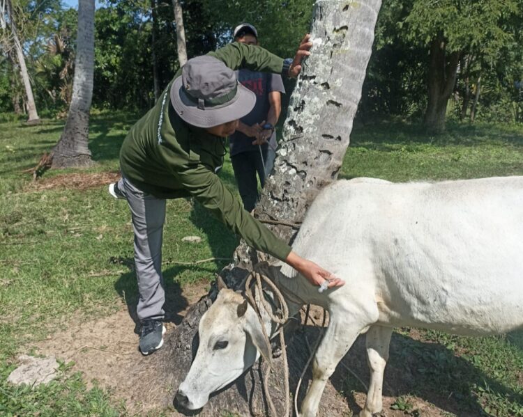 Distan Aceh Besar Vaksinasi Dan Beri Vitamin 100 Ternak