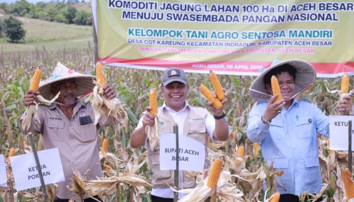 Syech Muharram Bersama Tani Merdeka Panen Raya Jagung Di Aceh Besar