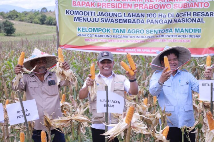 Syech Muharram Bersama Tani Merdeka Panen Raya Jagung Di Aceh Besar