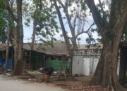 PKL Di P. Brandan Mulai Bongkar Lapak Dagangannya 