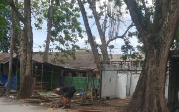 PKL Di P. Brandan Mulai Bongkar Lapak Dagangannya 