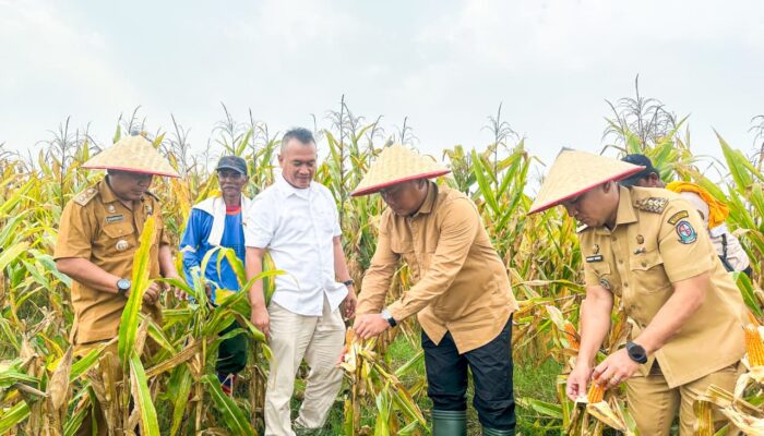 Produksi Jagung Saentis Meningkat, Wabup Deliserdang: Pentingnya Pendataan Hilirisasi