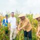 Produksi Jagung Saentis Meningkat, Wabup Deliserdang: Pentingnya Pendataan Hilirisasi