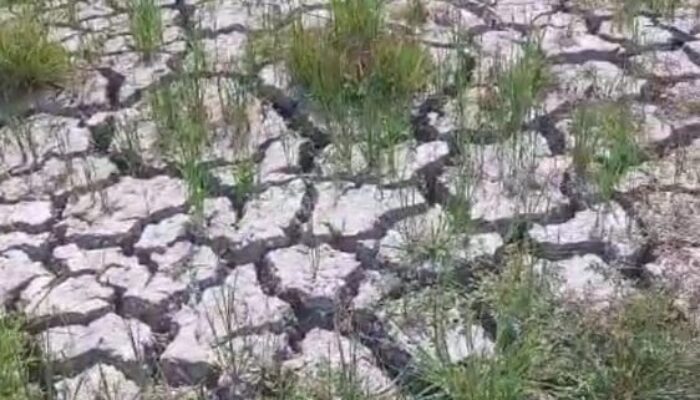 Akibat Dilanda Kekeringan, Petani di Pulau Kampai Gagal Panen