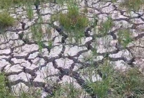Akibat Dilanda Kekeringan, Petani di Pulau Kampai Gagal Panen