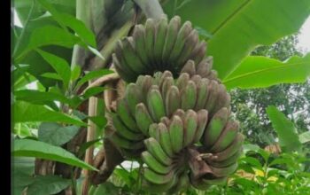 Bangkitkan “Sitabar”, Dinas Pertanian Madina Siapkan Program Hulu ke Hilir