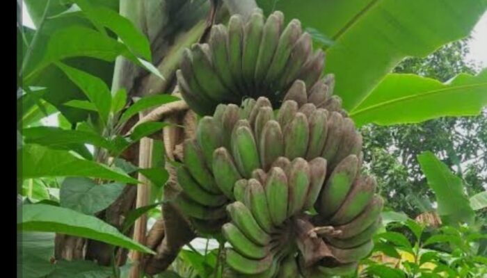 Bangkitkan “Sitabar”, Dinas Pertanian Madina Siapkan Program Hulu ke Hilir