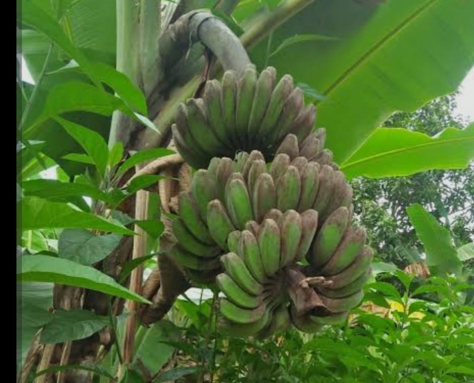 Bangkitkan “Sitabar”, Dinas Pertanian Madina Siapkan Program Hulu ke Hilir