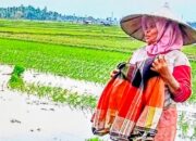 Pupuk Subsidi Tidak Merata, Petani Pidie Terasa Derita