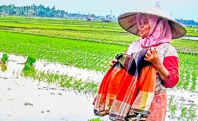 Pupuk Subsidi Tidak Merata, Petani Pidie Terasa Derita