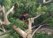 Kadis DLHK Aceh Besar Bersihkan Pohon Tumbang Di Simpang Lubok