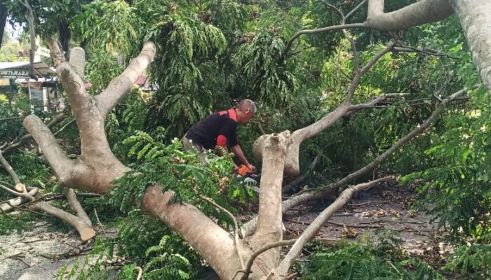 Kadis DLHK Aceh Besar Bersihkan Pohon Tumbang Di Simpang Lubok
