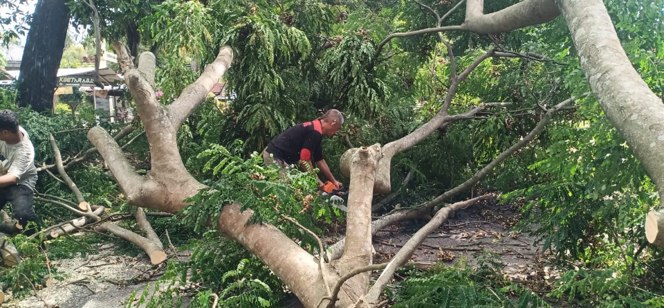 Kadis DLHK Aceh Besar Bersihkan Pohon Tumbang Di Simpang Lubok