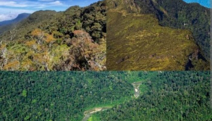 Pendaki Asal Binjai Meninggal di Gunung Leuser, Tim Gabungan Evakuasi